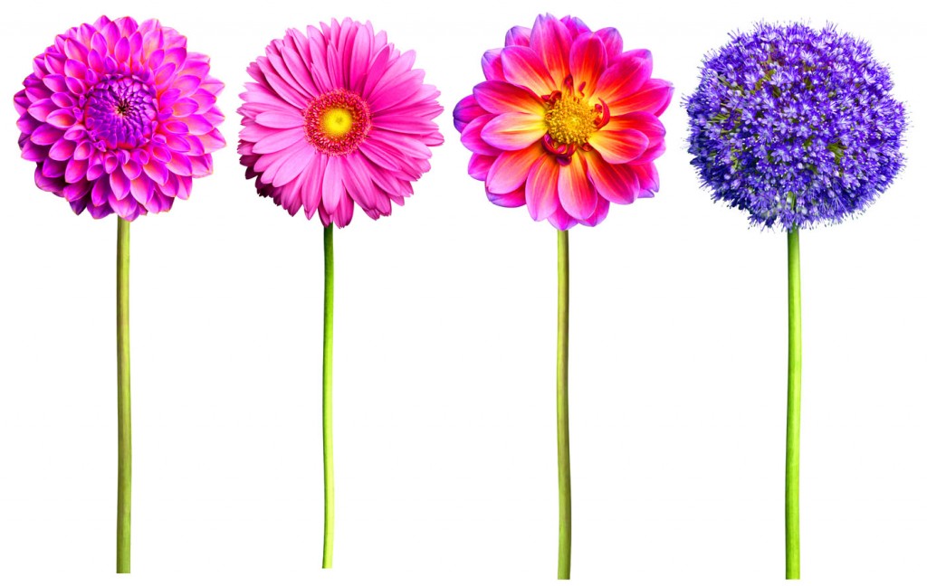 WF-Pink-and-Purple-Flower-4-packs-copy